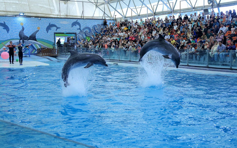Kish Dolphin Park