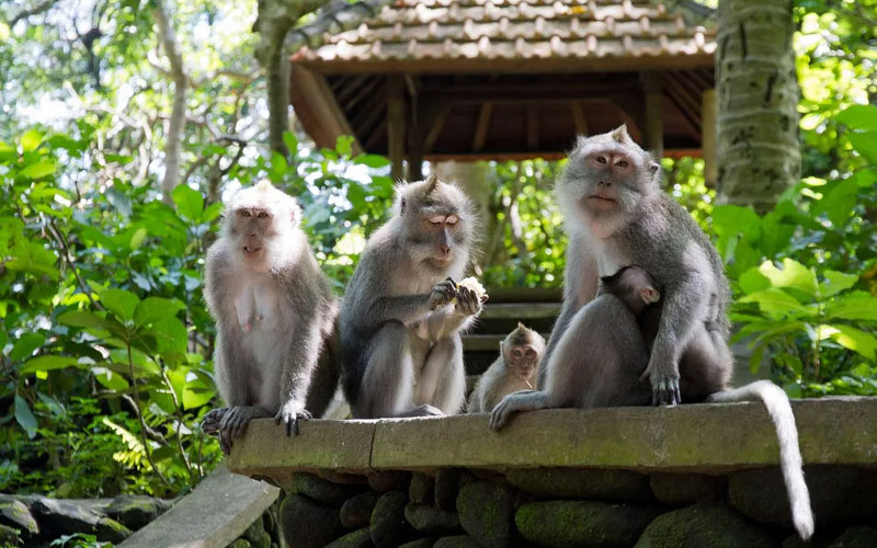 Kuala Lumpur Monkey Cave