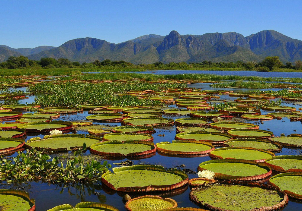 Pantanal wetland