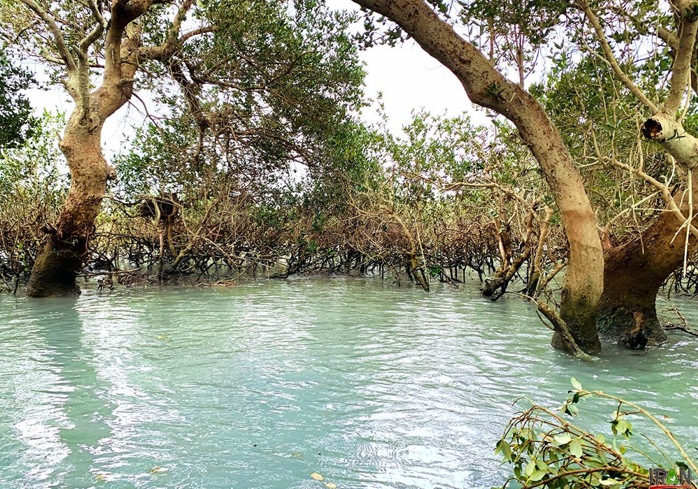 Qeshm mangrove forest